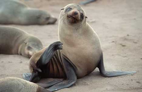 Seal, Cape