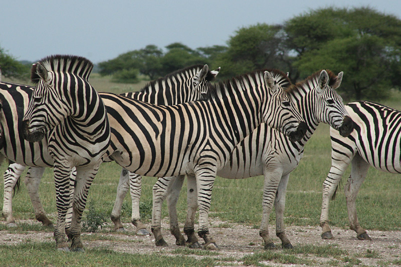 Zebra, Burchells