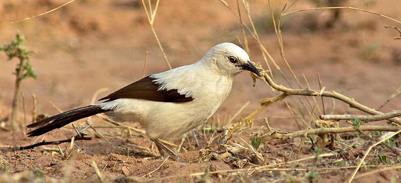 Babbler, Southern Pied
