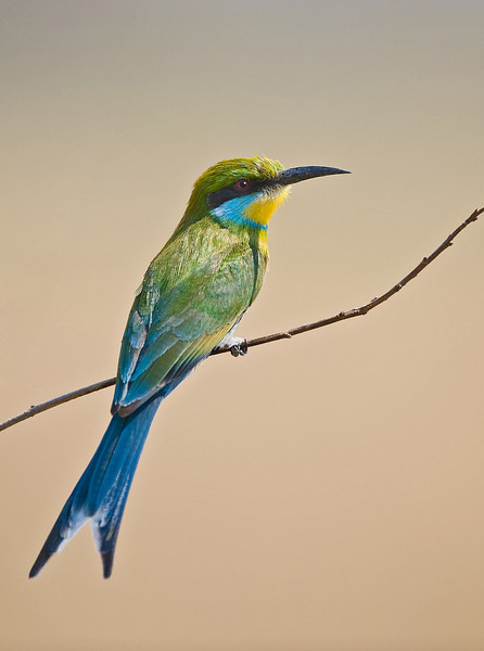 Bee eater, Swallow-tailed