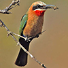 Bee eater, White-fronted