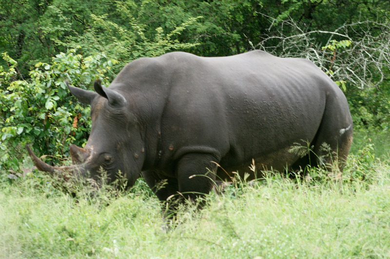 Rhino, Black