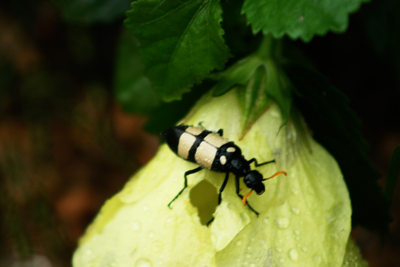 Beetle, Blister