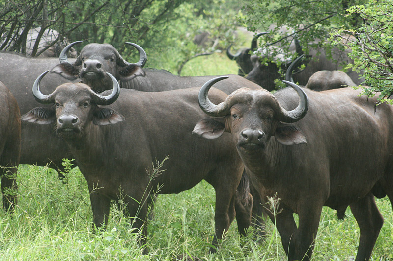 Buffalo, African