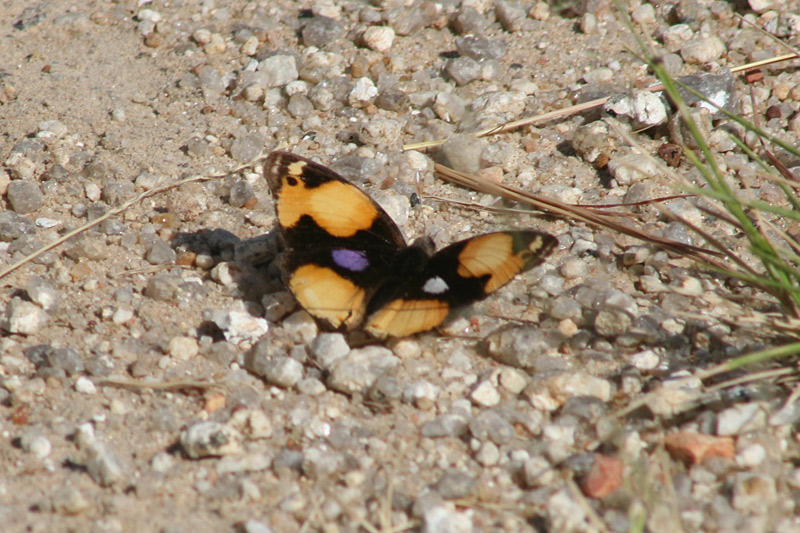 Butterfly, yellow pansy