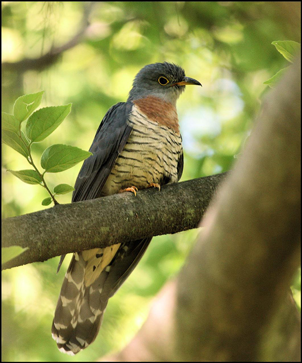 Cuckoo, Red-chested