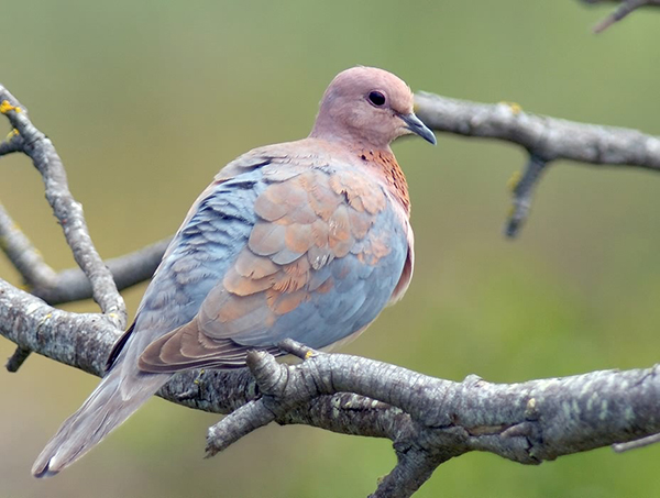 Dove, Laughing