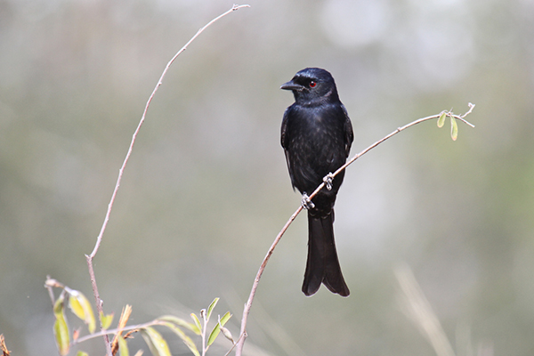 Drongo, Fork-tailed