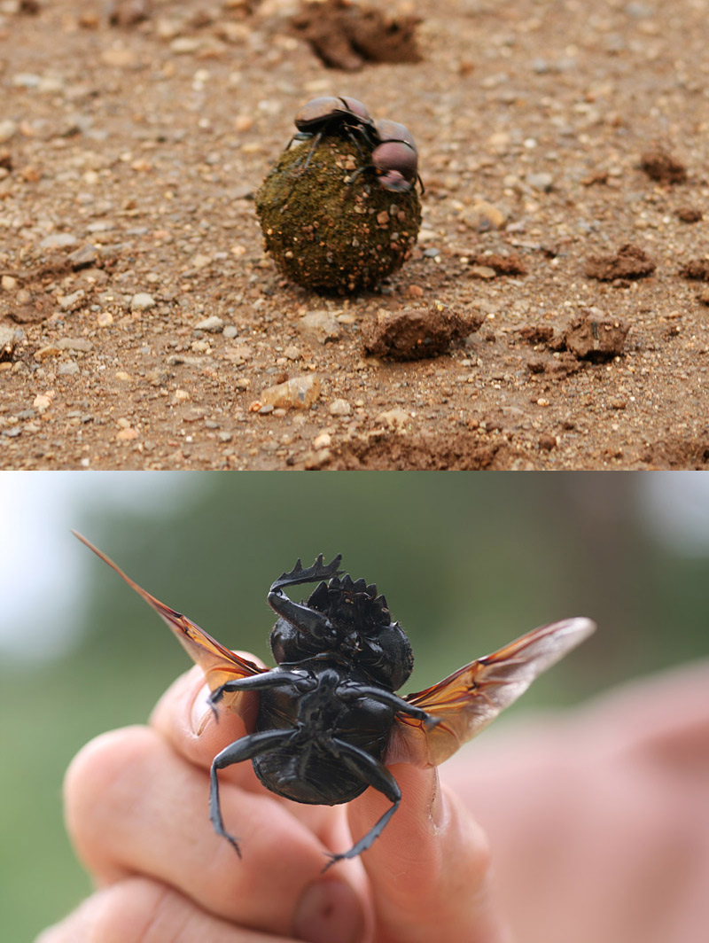Beetle, Dung