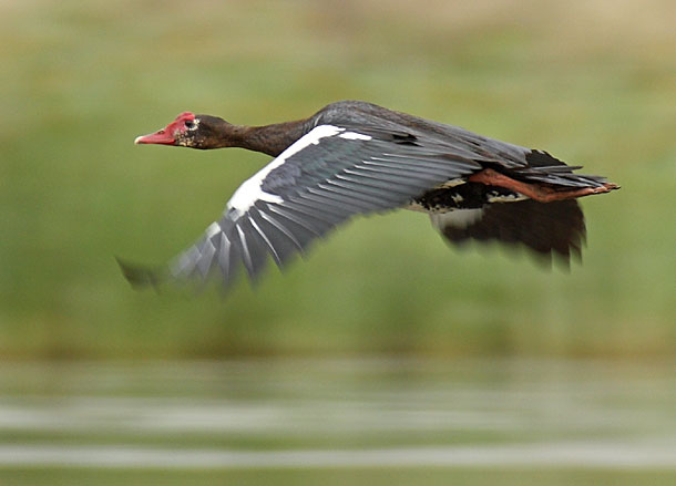 Goose, Spur-winged
