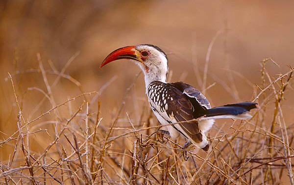 Hornbill, African Red-billed