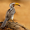 Hornbill, Southern Yellow-billed