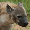 Hyena, spotted