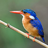 Kingfisher, Malachite