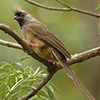 Mousebird, Speckled