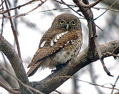 Owl, African Barred