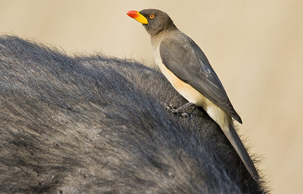 Oxpecker, Yellow-billed