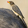 Oxpecker, Yellow-billed