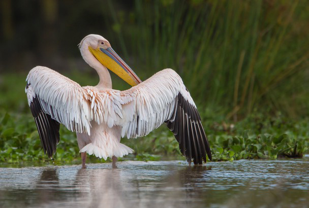 Pelican, Pink-backed