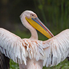 Pelican, Pink-backed