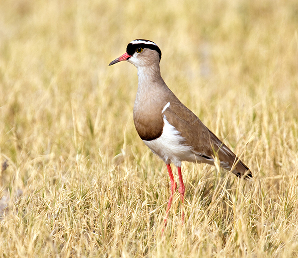 Plover, Crowned
