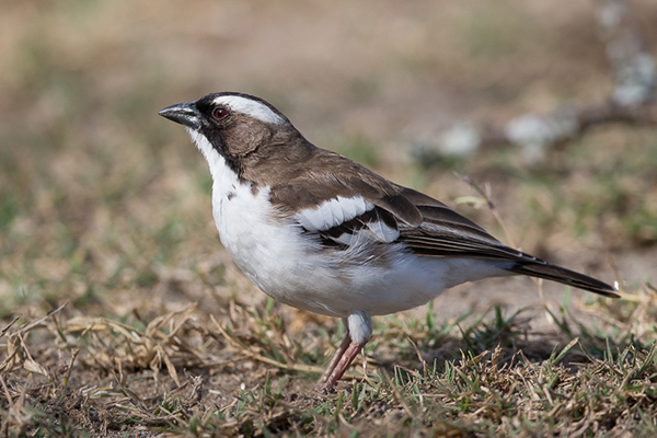 Sparrow-weaver, White-browed
