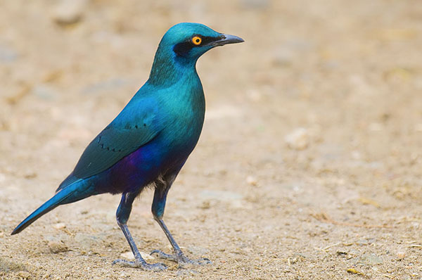 Starling, Greater, Glossy, Blue-eared