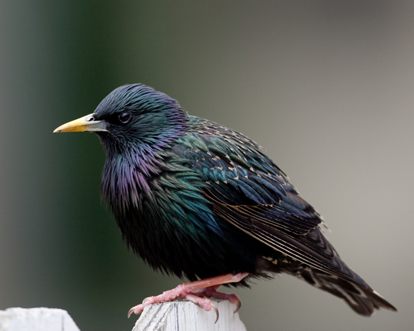 Starling, European or Common