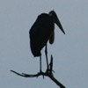 Stork, Marabou