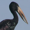 Stork, open-billed