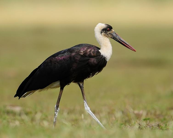 Stork, Wooly-necked