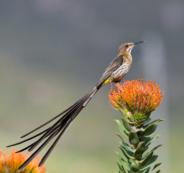 Sugarbird, Cape