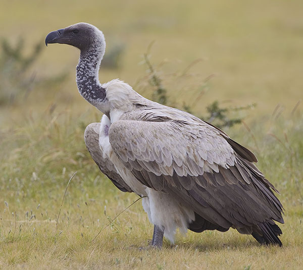 Vulture, African White-backed