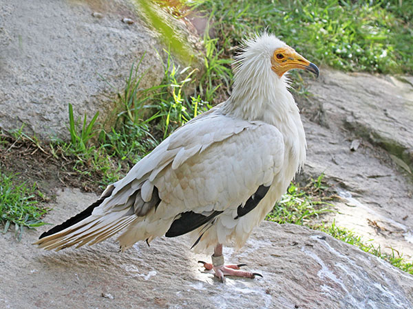 Vulture, Egyptian