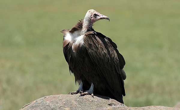 Vulture, Hooded