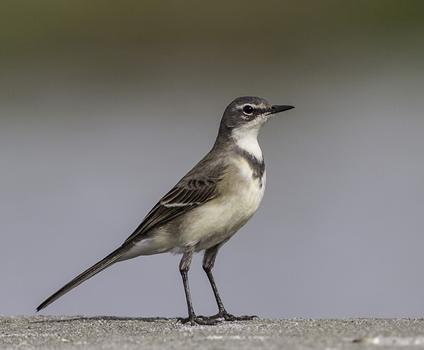Wagtail, Cape