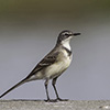 Wagtail, Cape