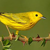 Warbler, Yellow