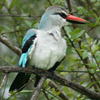Kingfisher, Woodland