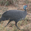 Crowned Guinea Fowl
