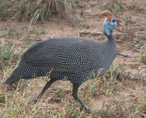 Crowned Guinea Fowl