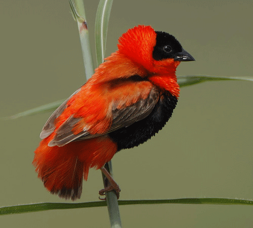 Red Bishop Bird